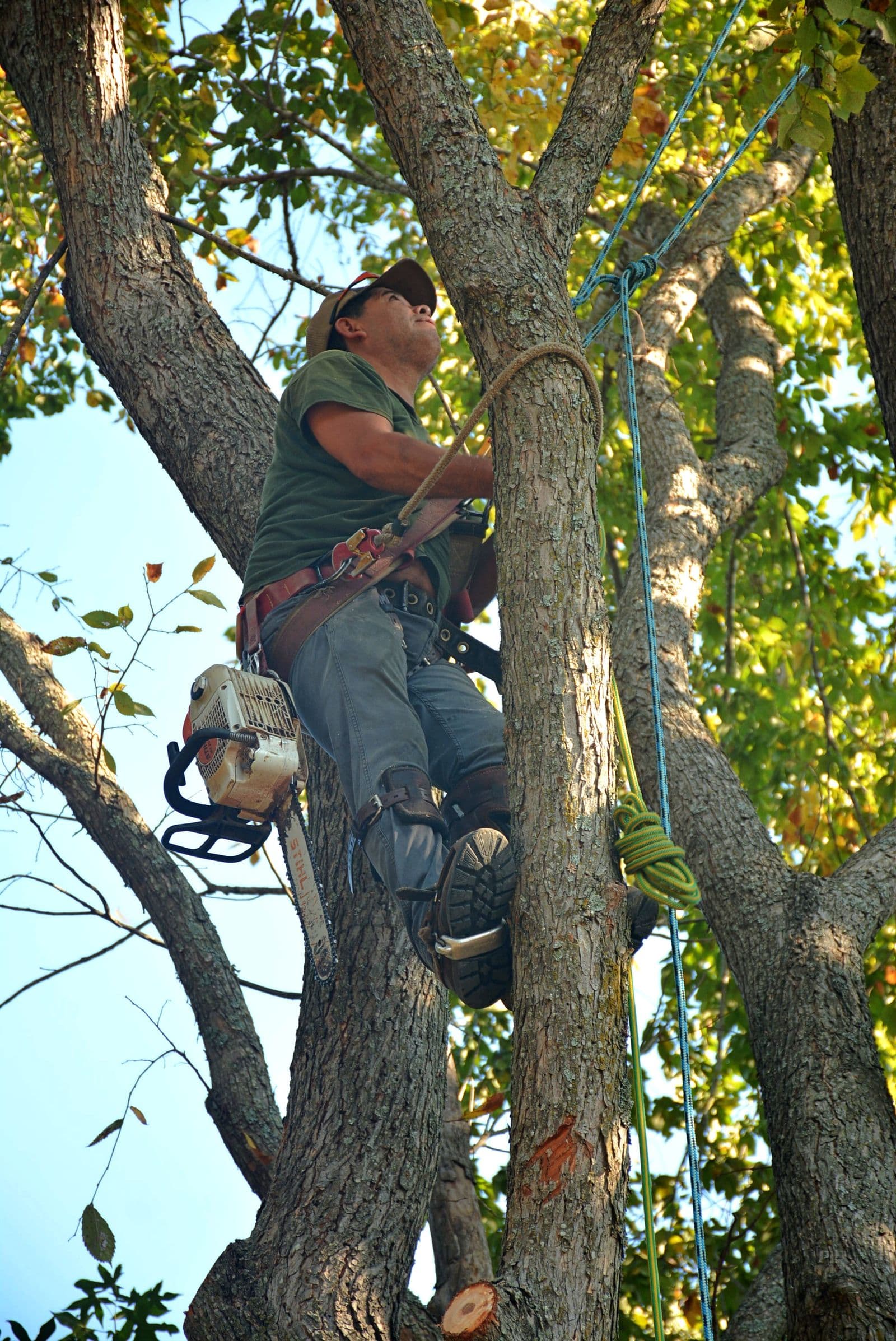 An arborist secured in a mature tree during planned pruning work.