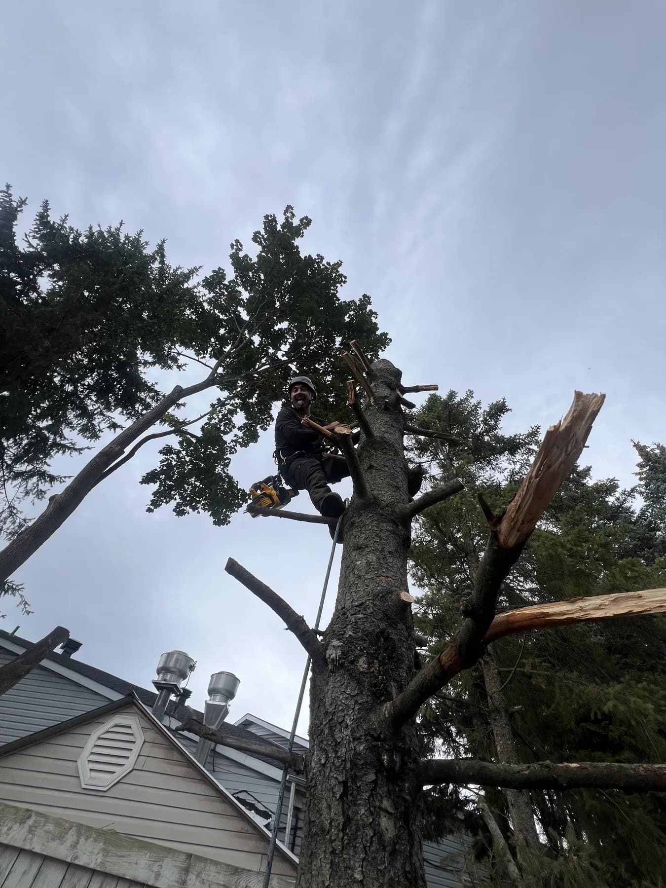 Hungry Beaver tree worker secured in a spruce with a chainsaw.