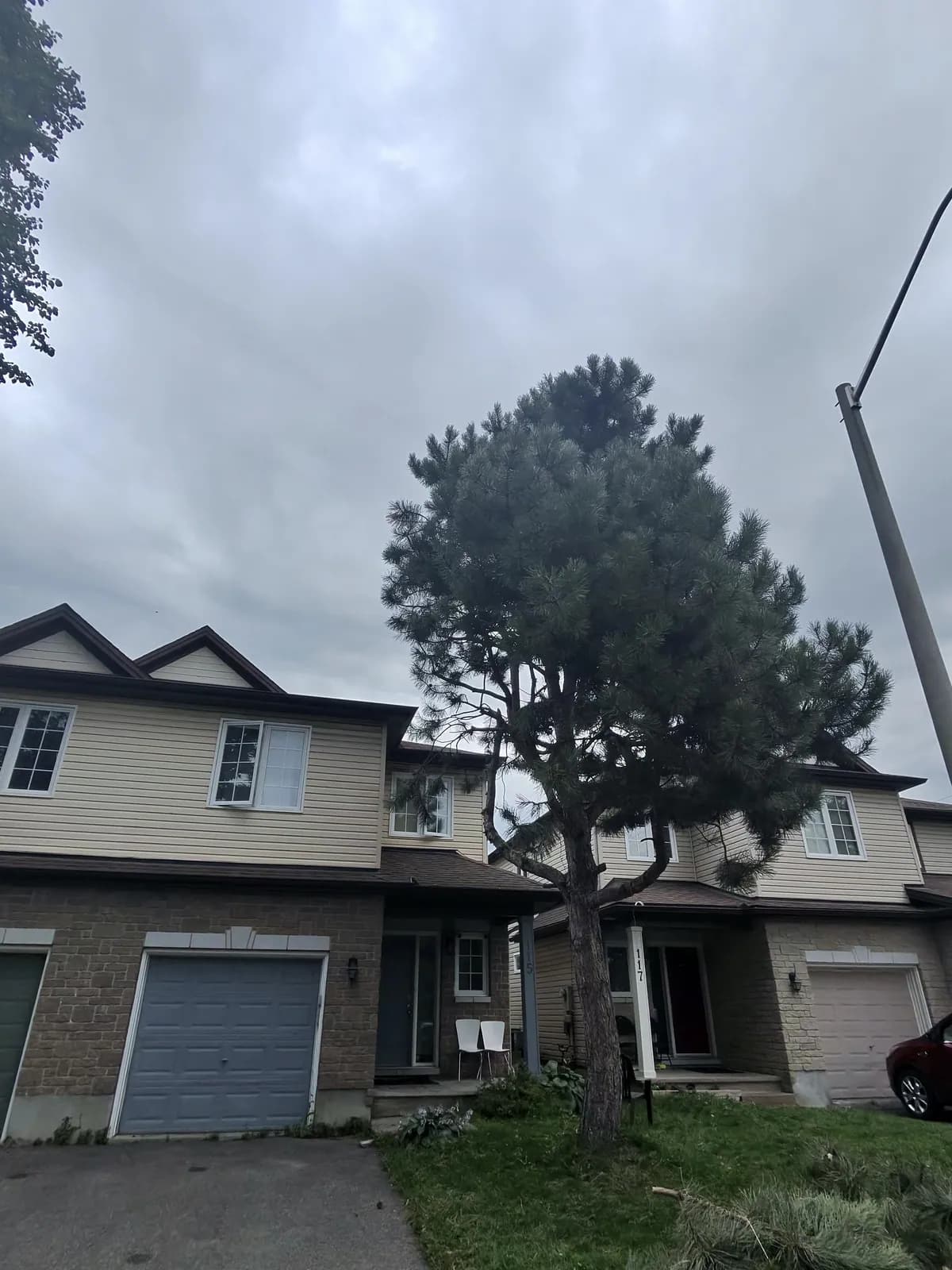 The same pine after lower branches were removed and the crown was raised.