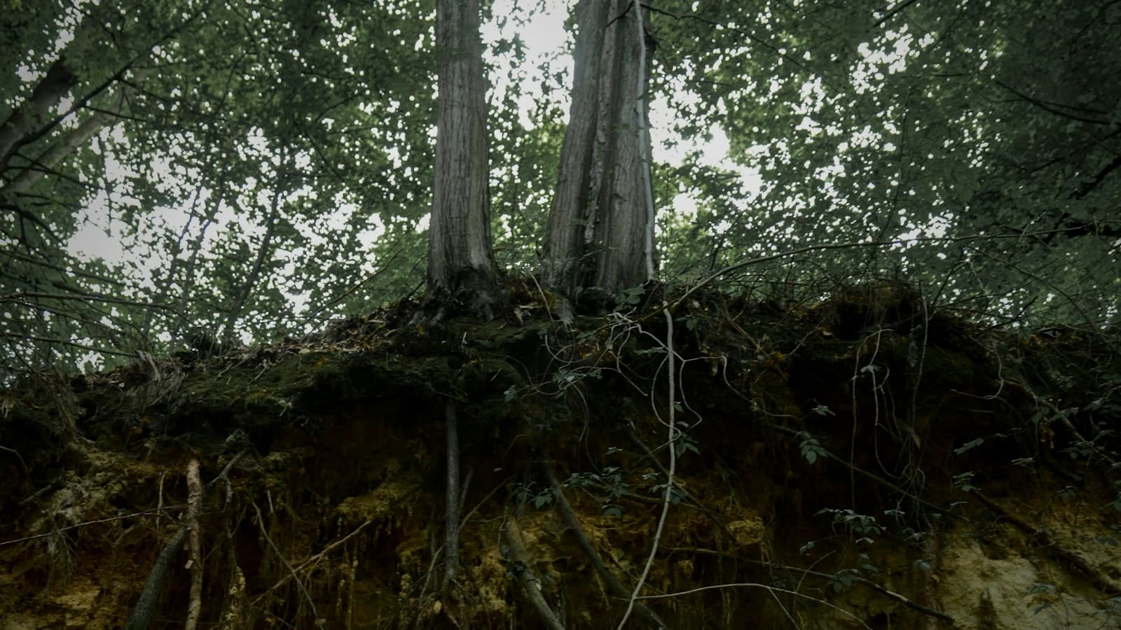 Stock photo of tree trunks above exposed roots along a sandy embankment.