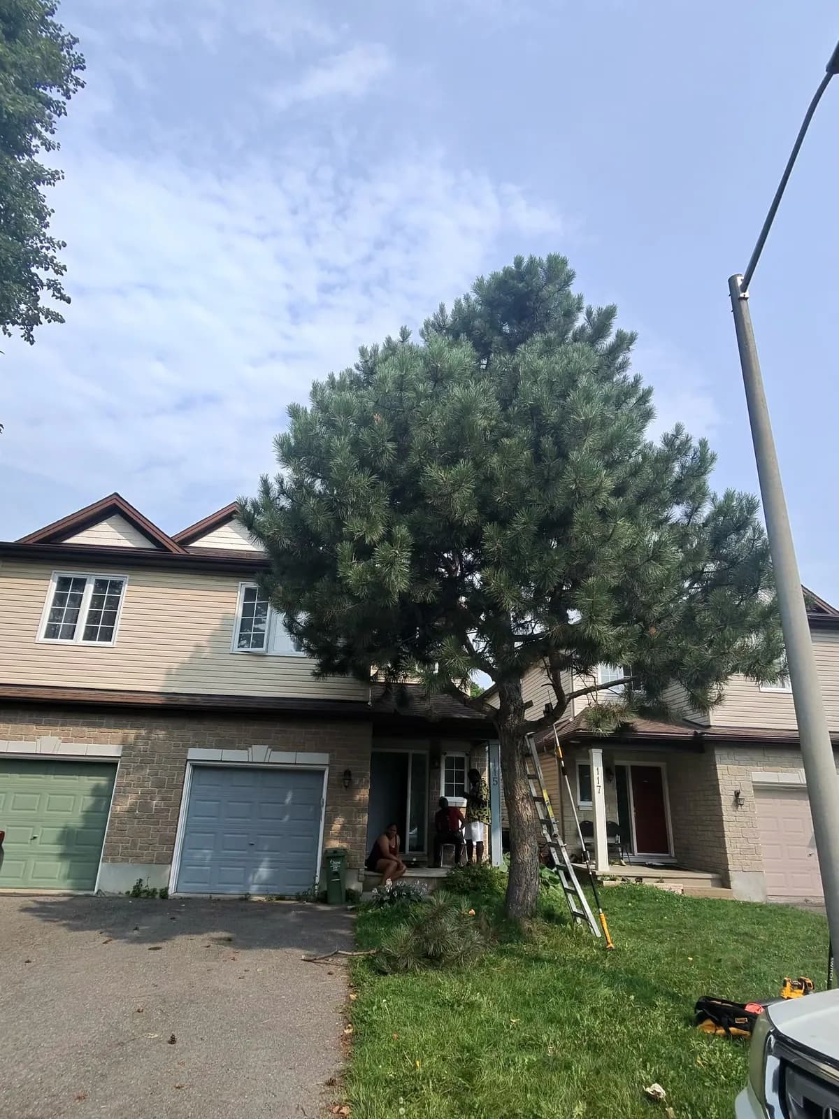 Mature pine extending over a residential property before pruning work.