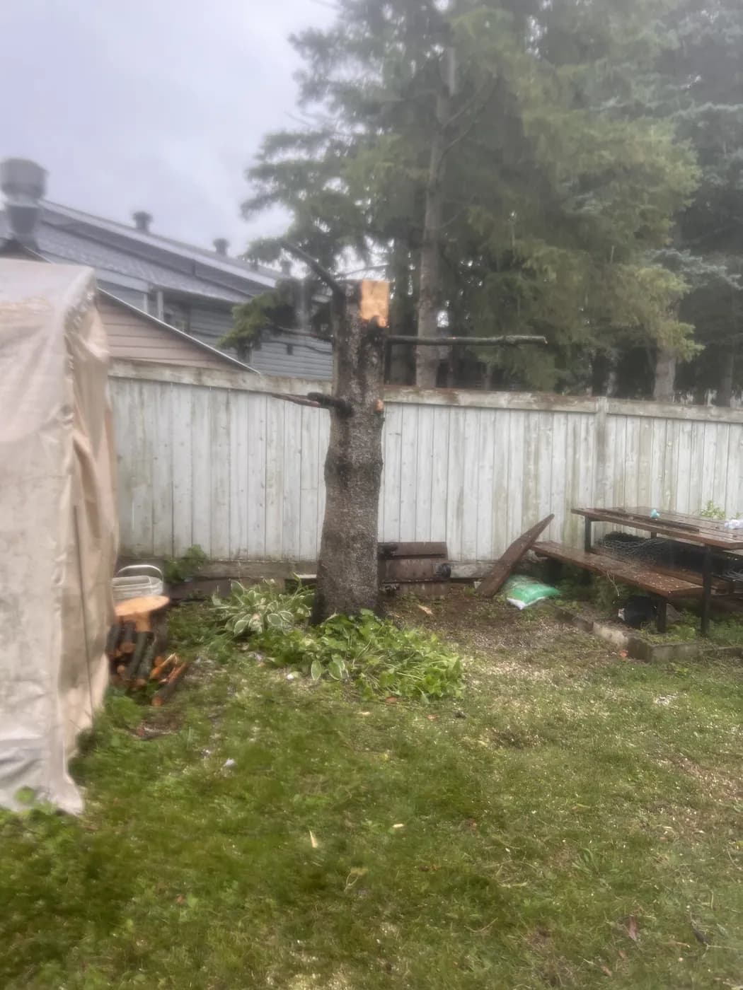 Residential backyard after tree work and cleanup.